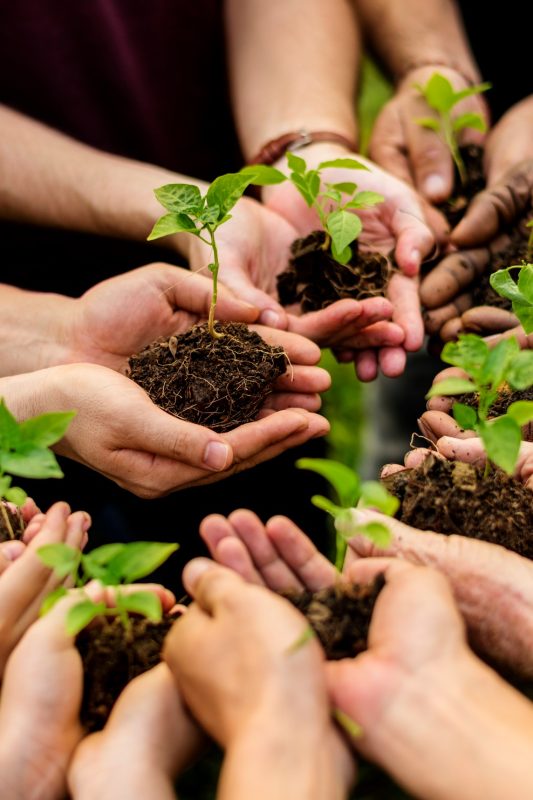 Group of volunteer with sprout for growing